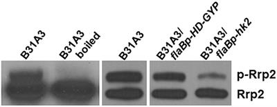 Corrigendum: Role of HK2 in the Enzootic Cycle of Borrelia burgdorferi